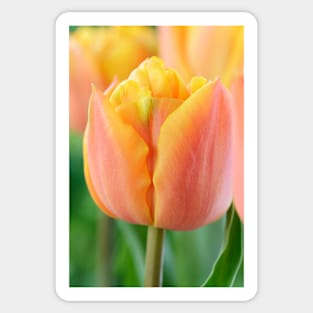 Tulipa  &#39;Freeman&#39;    Double Late Group Tulip Sticker